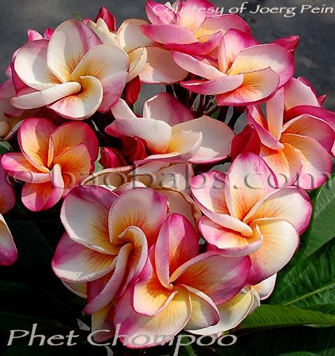 Plumeria rubra PHET CHOMPOO