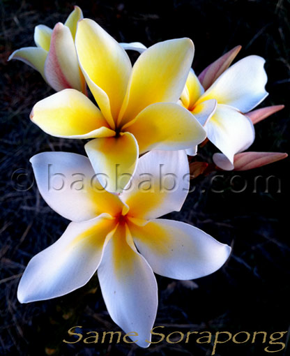 Plumeria rubra VISHNU GOLD