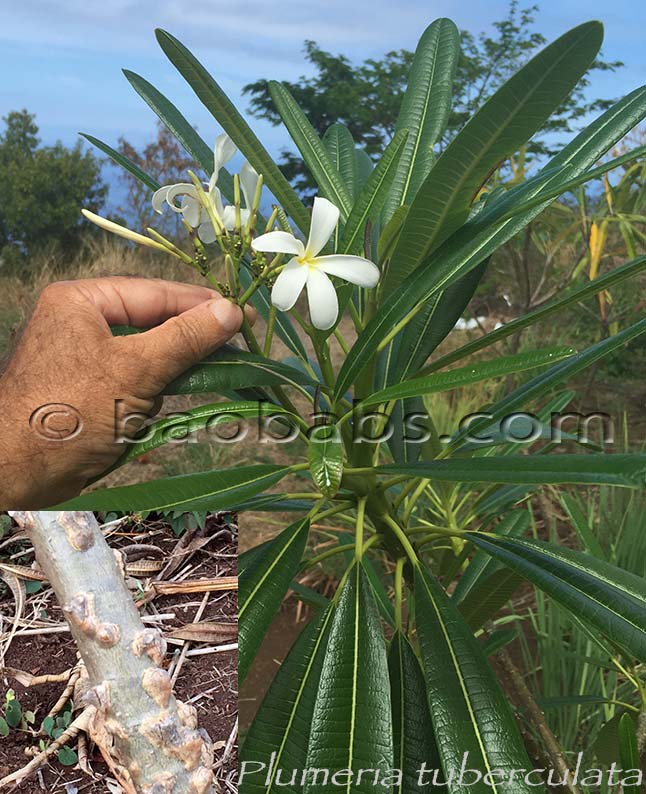 Plumeria tuberculata