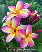 Plumeria rubra KANEOHE SUNRISE