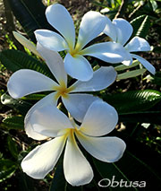 Plumeria obtusa aka SINGAPORE, KHAO PUANG, EVERGREEN SINGAPORE WHITE, SINGAPORE OBTUSA , SINGAPORE WHITE