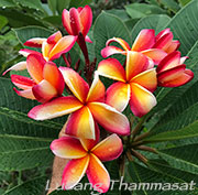 Plumeria rubra LUEANG THAMMASAT