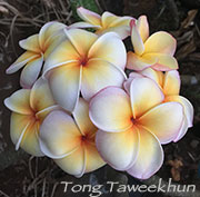 Plumeria rubra TONG TAWEEKHUN aka THONG TAVEE KOON, TONGTAWEKUNE, J4