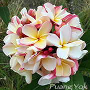 Plumeria rubra PUANG YOK