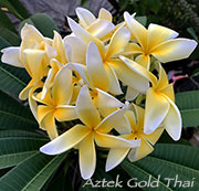 Plumeria rubra AZTEK GOLD THAI