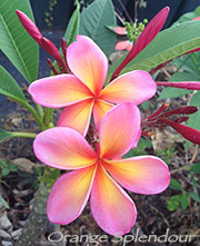 Plumeria rubra ORANGE SPLENDOUR