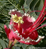 Caesalpinia pulcherrima ROSEA