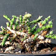 Euphorbia petricola