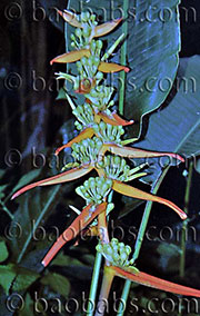 Heliconia pseudoaemygdiana