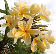 Plumeria rubra LJN DANCER