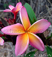 Plumeria rubra LJN LOUISA