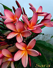 Plumeria rubra LJN SARA