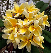 Plumeria rubra LJN ULYSSE