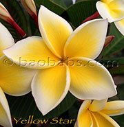 Plumeria rubra LJN YELLOW STAR