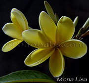 Plumeria rubra MONA LISA