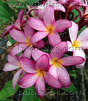 Plumeria rubra MUANG LANNA aka B*VIOLET PINK