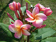 Plumeria rubra 4029 aka L4029