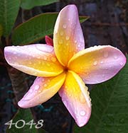 Plumeria rubra 4048