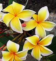 Plumeria rubra AZTEC GOLD aka X*SOUTH FLORIDA GOLD, KEY LARGO GOLD