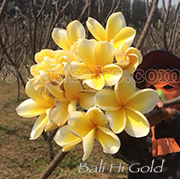 Plumeria rubra BALI HAI GOLD aka CENDANA