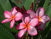 Plumeria rubra BANLANG TABTIM aka X*4646, BANGLANG TUNTIM, BANLANG TABTIM