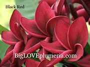 Plumeria rubra BLACK RED aka B*BLACK RED