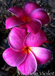 Plumeria rubra BLACK PURPLE aka X*VUCHON VIOLET, MUANG ANCHAN, VIOLET ANCHAN