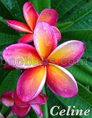 Plumeria rubra LJN CELINE