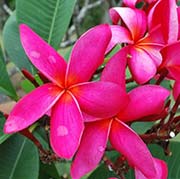 Plumeria rubra CERISE