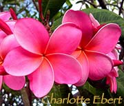 Plumeria rubra CHARLOTTE EBERT aka X*GIANT PLASTIC PINK, GIANT PINK