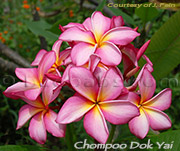 Plumeria rubra CHOMPOO DOK YAI