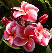 Plumeria rubra CHOMPOO SAMPAAN