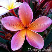 Plumeria rubra DAENG HOM