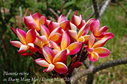 Plumeria rubra DAENG MANG MEE aka X*THAI MERMAID, GEM DANG MAE ME, THAI MERMAID GEM