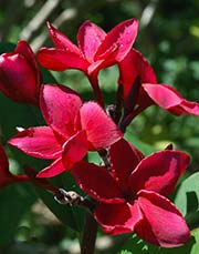 Plumeria rubra DAENG KAMA YEE