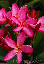 Plumeria rubra DAENG UDON