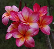 Plumeria rubra DTAENG MO aka WATERMELON