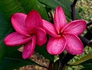 Plumeria rubra GROVE FARM aka DAISY WILCOX