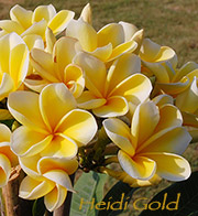 Plumeria rubra HEIDI GOLD aka HEIDI, PURE GOLD, KOKOHEAD YELLOW, PETERSON S GOLD , ROBERT ANSPACH S YELLOW, ROBAN S YELLOW