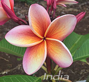 Plumeria rubra INDIA