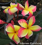 Plumeria rubra INTENSE RAINBOW aka BRILLIANT RAINBOW