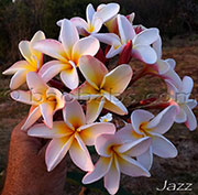 Plumeria rubra JAZZ