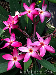 Plumeria rubra CALCUTTA STAR aka X*KALAKAUA STAR, KALAKUA STAR, 4424