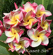 Plumeria rubra KASET SIN aka 4844, KASET SILPA,KASED SILP 