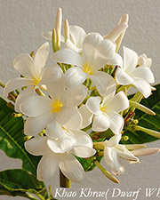 Plumeria rubra KHAO KHRAE