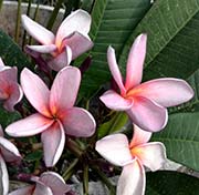 Plumeria rubra LILAC CLOUDS aka LACONDON LILAC, DUNKERTON\'S BLUE OPAL , LACANDAN LILAC