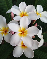 Plumeria rubra LJN184