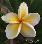 Plumeria rubra LJN191