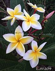 Plumeria rubra LJN204