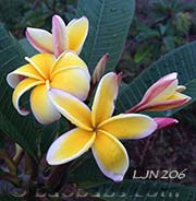 Plumeria rubra LJN206